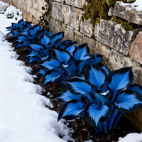 2000 PCS Hosta Seeds-Value Pack