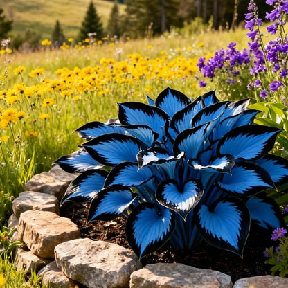 2000 PCS Hosta Seeds – Perennial Shade Plant for Garden & Yard