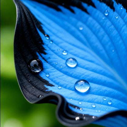 2000 PCS Hosta Seeds – Perennial Shade Plant for Garden & Yard